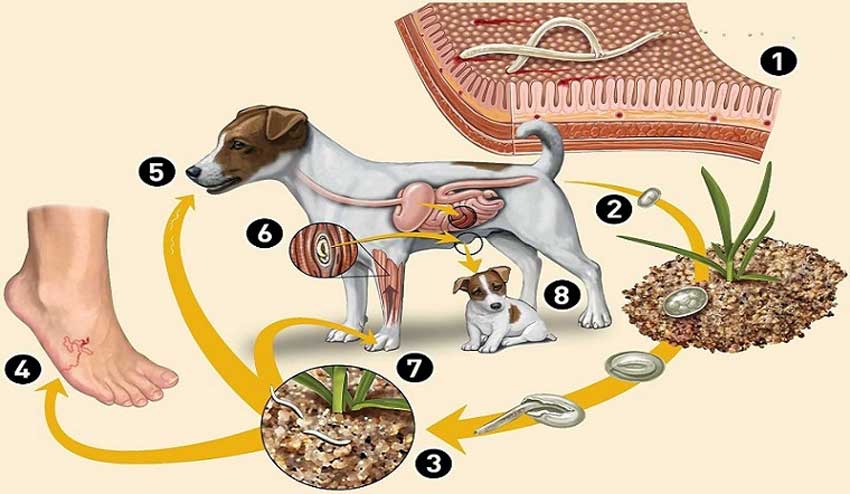 Cảnh báo nguy hiểm nuôi chó mèo không nuôi nhốt đúng nơi quy định dễ bị nhiễm kí sinh trùng. Vì vậy lời khuyên bạn nên sử dụng chuồng chó inox để nuôi nhốt chó mèo đúng nơi quy định nhé!